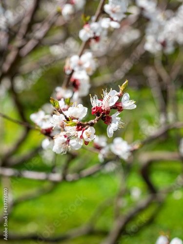 Close-up of a branch of a blooming apricot with white flowers. Blurry green background. Vertical photo