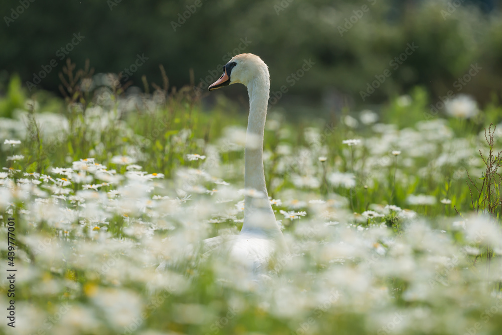 Fototapeta premium Mute Swan in long grass and wild flowers. Shallow depth of field.