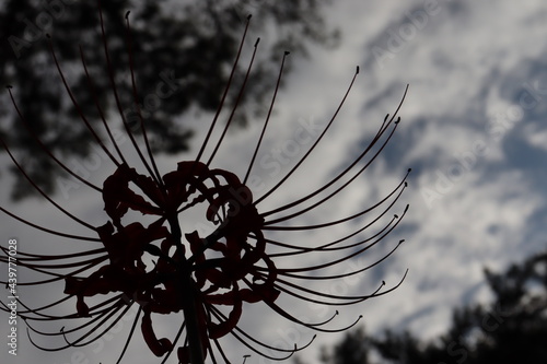 曇り空に凛と咲く彼岸花。A cluster amaryllis that blooms dignifiedly in a cloudy sky. photo