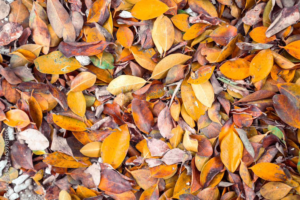 The golden leaves on the ground in autumn
