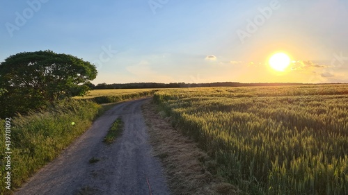 dirt road in front of sunset with tree