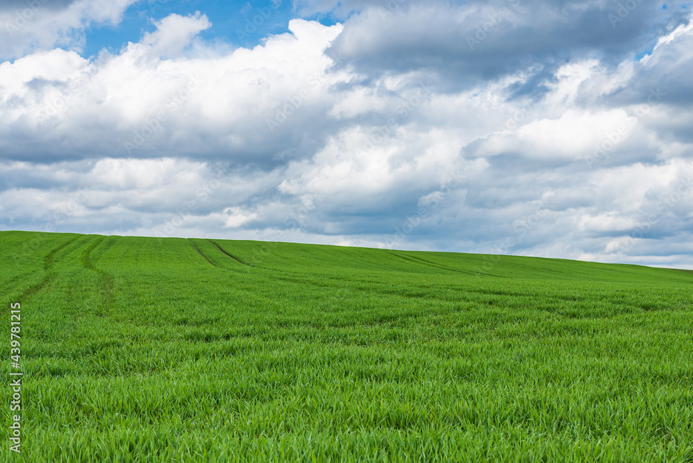 Green field and blue sky white cloud nature background.Farmland. Beautiful field against blue sky with white clouds.