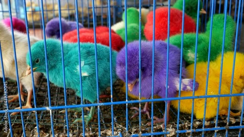 colorful  chicks in cage