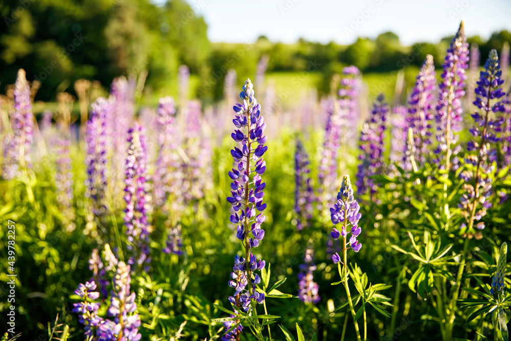 Obraz premium Sunset on a field covered with flowering lupines on summer day.