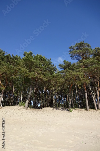 Pine tree green forest with blue sky on empty sandy beach in Pirita  Tallinn  Estonia on a sunny summer day.