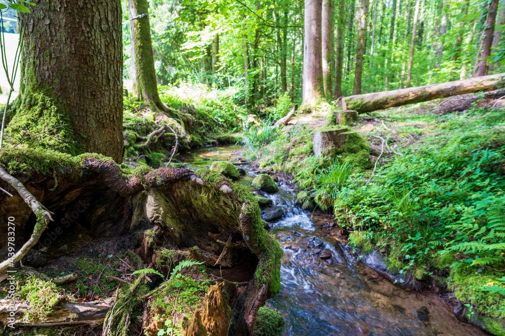 Camping im Schwarzwald Camping im Schwarzwald