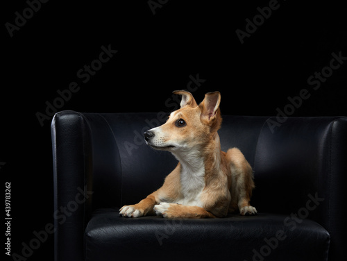 Dog on a black chair. Mix breed, nice puppy.  © annaav