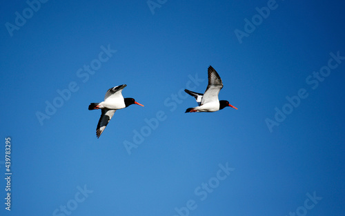 Oystercatchers along the coast