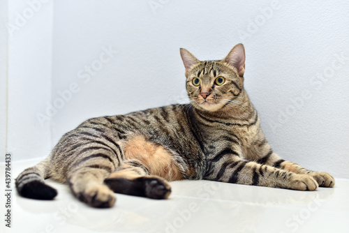 Curious pose cat with white scene, Mackerel tabby cat. © rnophoto