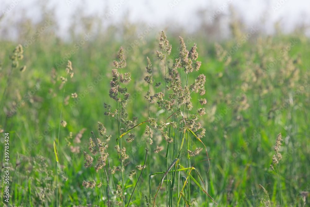 different herbs in the meadow in summer different herbs in the meadow in summer