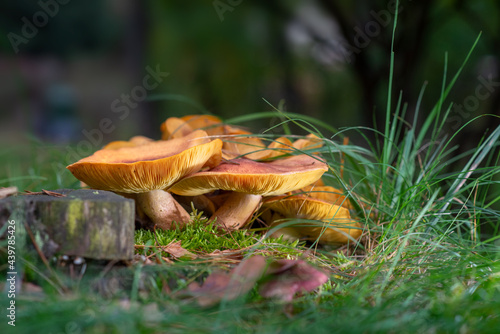 Mushrooms in the forest