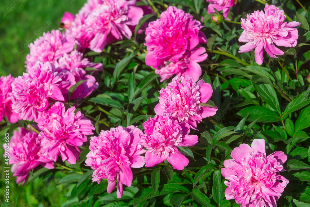 pink peonies on a flower bed in the garden pink peonies on a flower bed in the garden