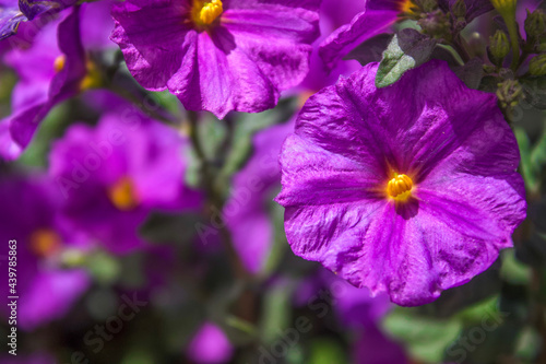 Bilde på lerret Purple nightshade bloom in spring
