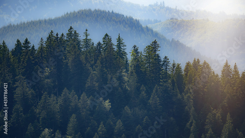 Amazing fog forest landscape view with firs in the morning sun in black forest background panorama
