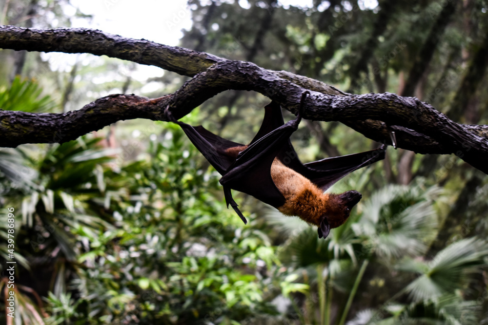 A Malaysian flying fox hanging of the trees of Singapore Zoo.