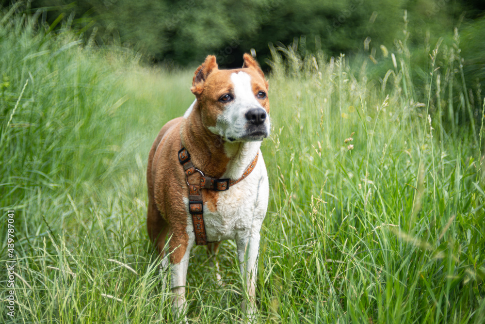old Stafford terrier female portrait in summer 