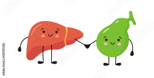 Healthy happy smiling liver and gallbladder characters hold hands. Symbol of liver and gallbladder health. Vector isolated illustration in flat and cartoon style on white background. photo