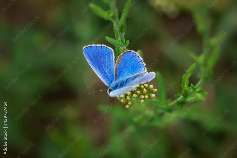 Blue butterfly Lycaenidae close-up on a wild flower. Polyommatus icarus is a beautiful blue-colored pigeon. A butterfly sits on a blurry green background of grass. Macro wildlife photography Blue butterfly Lycaenidae close-up on a wild flower. Polyommatus icarus is a beautiful blue-colored pigeon. A butterfly sits on a blurry green background of grass. Macro wildlife photography