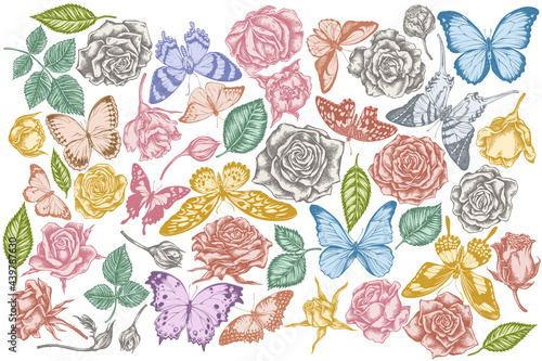 Vector set of hand drawn pastel menelaus blue morpho, giant swordtail, blue morpho, lemon butterfly, red lacewing, african giant swallowtail, alcides agathyrsus, wallace s golden birdwing, purple