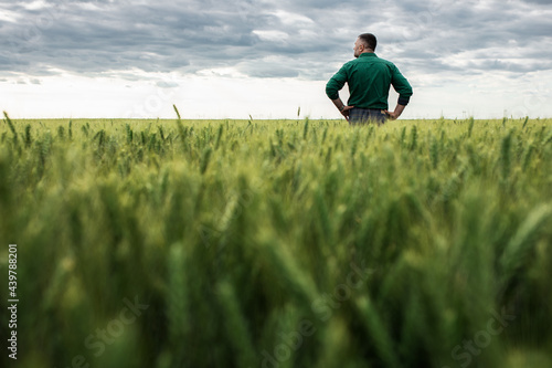 Rear view of farmer standing in wheat field examining crop.