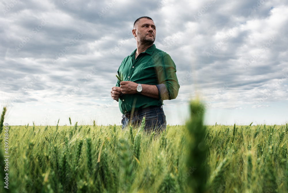 Farmer standing in wheat field examining crop. Farmer standing in wheat field examining crop.