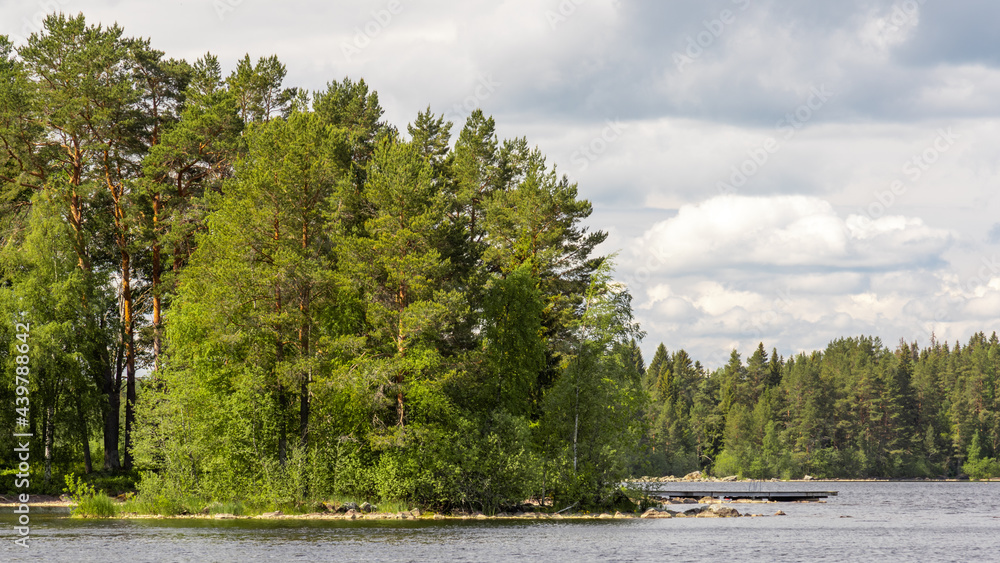forest on a lakeshore in the Swedish countryside forest on a lakeshore in the Swedish countryside