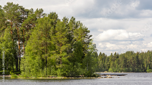 forest on a lakeshore in the Swedish countryside