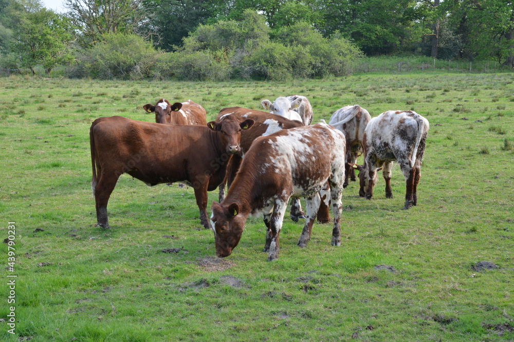 Fototapeta premium Cows in the Lake District