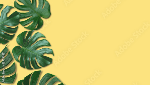 Tropical green monstera leaves on yellow floor. Summer background concept