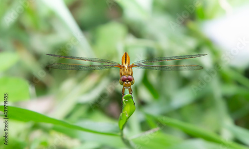 dragonfly resting on a leaf © Champ