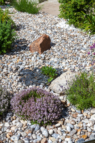 Jardin d'agrément et botanique - Plants de thyms, lavande entouré de galets en bordure d'une pelouse photo