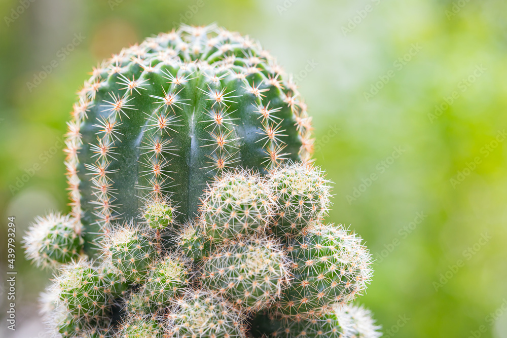 Echinopsis calochlora cactus in pot with nature background Echinopsis calochlora cactus in pot with nature background