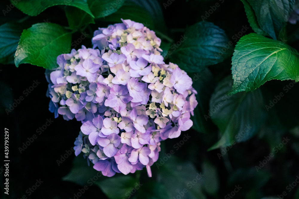 紫陽花の花