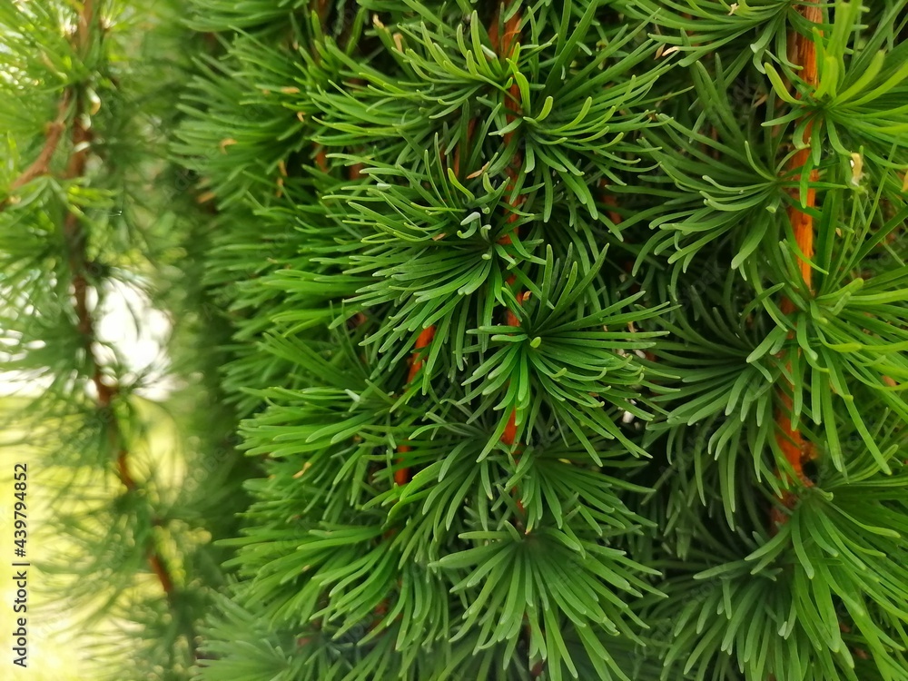 pine needles background pine needles background