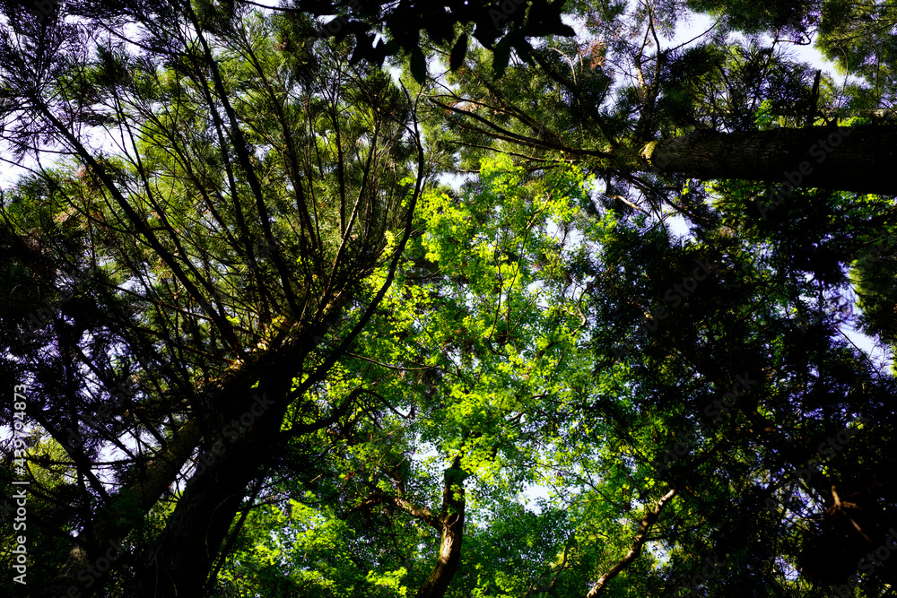 Fototapeta premium Nara