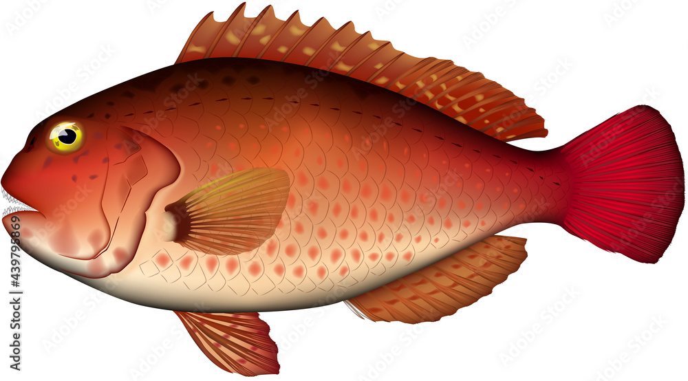 ブダイ メス ベクター 魚イラスト Ai形式 Stock Vector Adobe Stock ブダイ メス ベクター 魚イラスト Ai形式 Stock Vector Adobe Stock