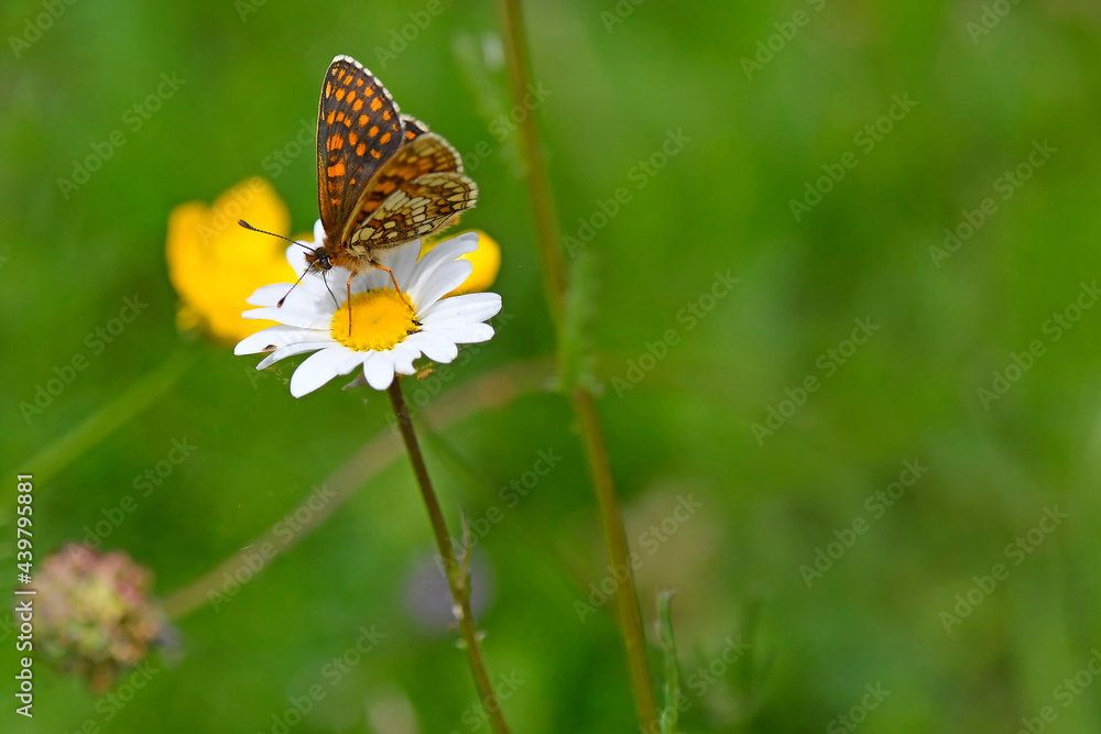 heath fritillary butterfly on a flower of a marguerite flower