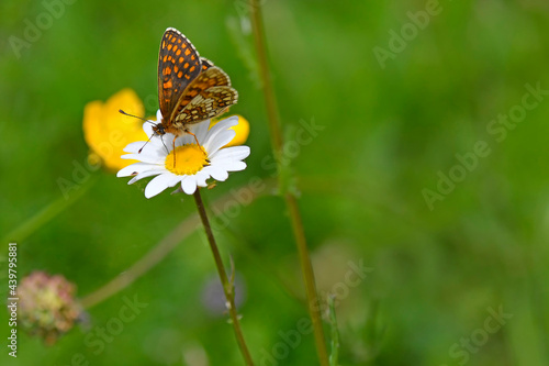 heath fritillary butterfly on a flower of a marguerite flower © hjschneider