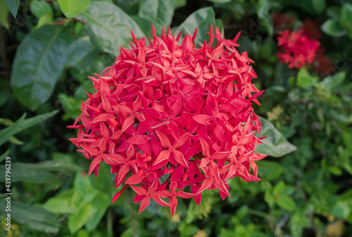 The Beautiful Red Ixora Flower Bouquet
