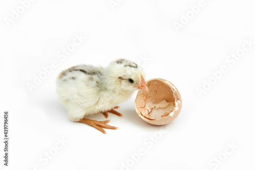 Little chick and eggshell isolated on white background.