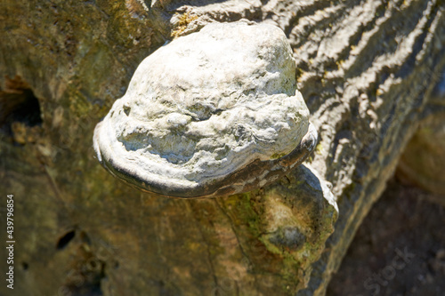 large fossilized mushroom on a tree trunk