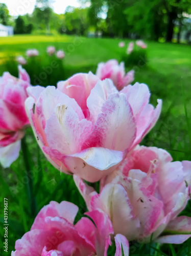 Tulips in the flowerbed