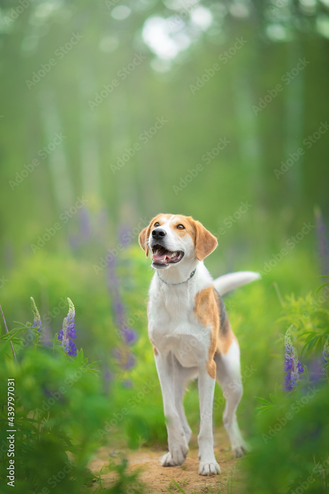 dog portrait in lupin