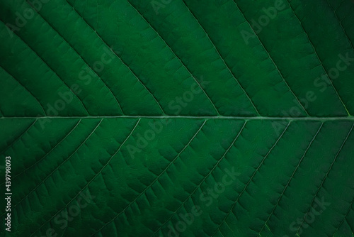 green leaf texture background macro photography