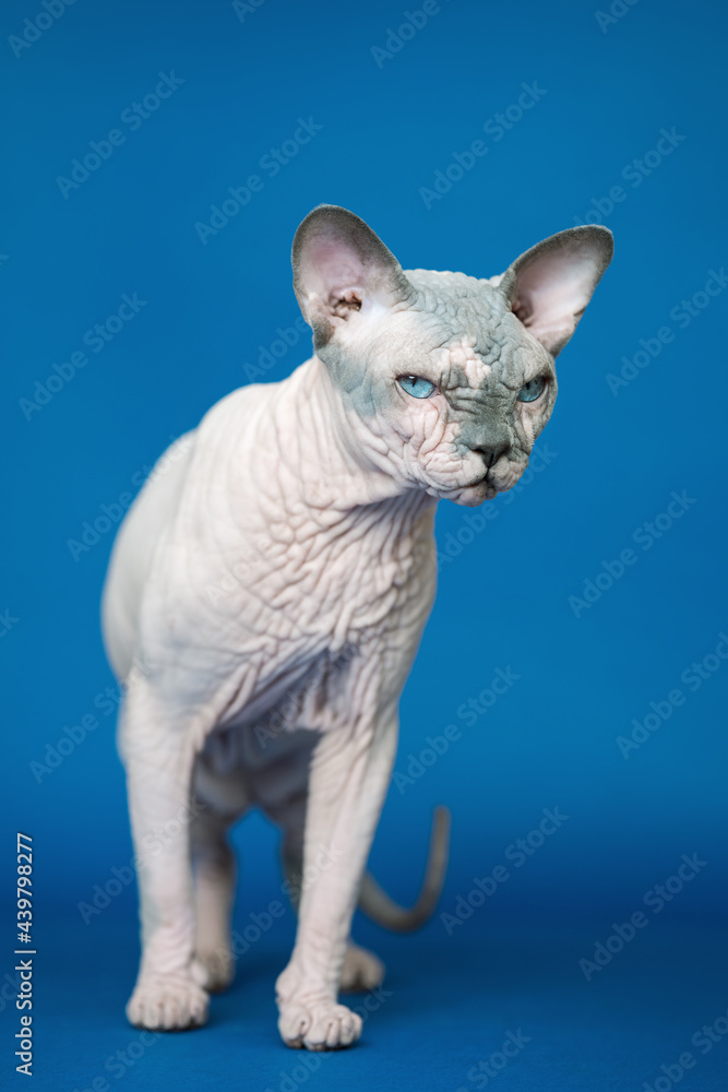 Beautiful hairless Canadian Sphynx cat standing on blue background and mysteriously looking.
