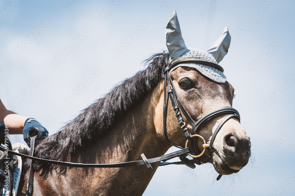 Fototapeta premium Reitpferd / Reitpony
