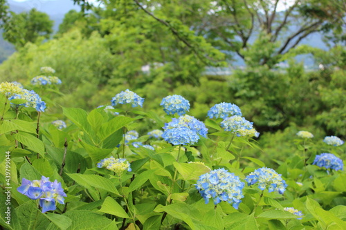 紫陽花