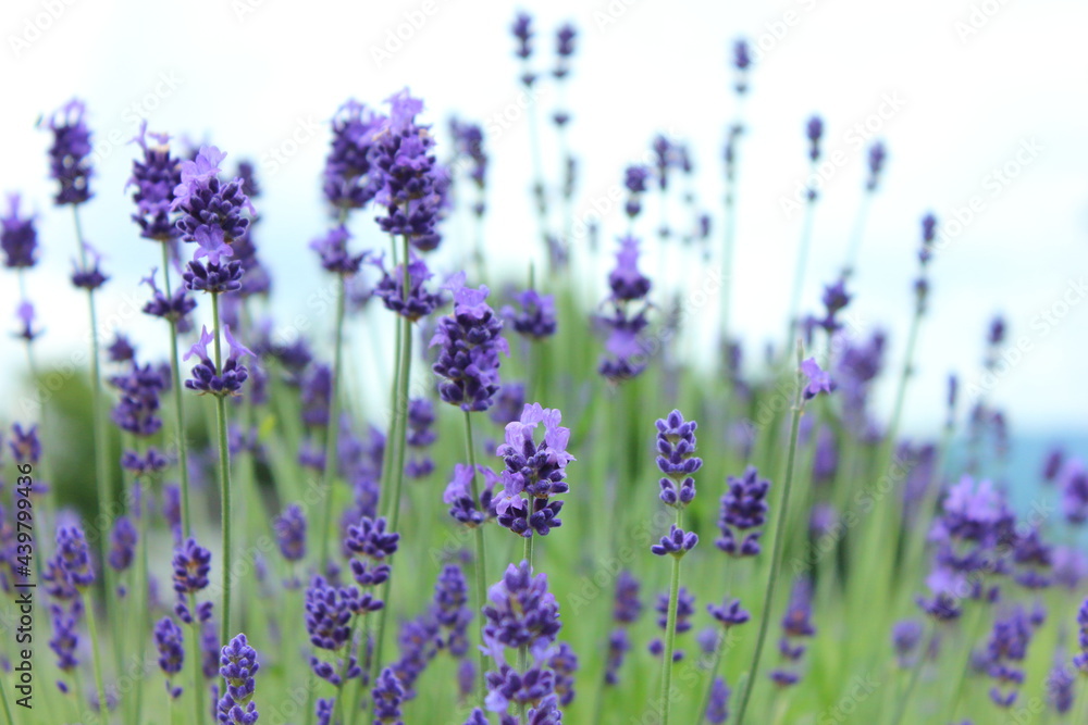 Obraz premium ラベンダー