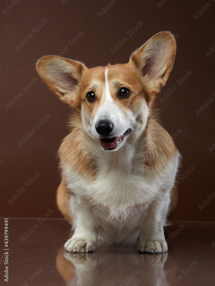 Portrait of a dog on a brown background. Smiling Corgi. Pet in the studio. For design Portrait of a dog on a brown background. Smiling Corgi. Pet in the studio. For design