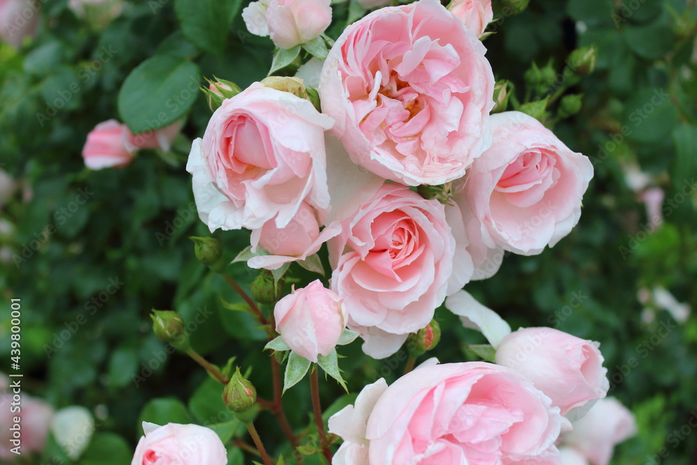 薔薇 薔薇